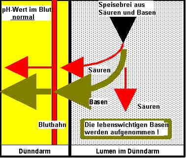 Gesundes Blut