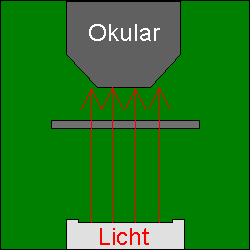 Lichtmikroskop